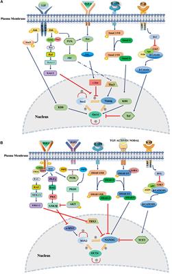 FGF Signaling Pathway: A Key Regulator of Stem Cell Pluripotency